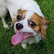 Cookie is registered to the contest to win money with this photo: dog, tongue, grass, pet, animal, close_up, happy, playful, outdoor, cute, brown_and_white, fur, canine, smiling, tongue_out, eyes, nose, muzzle, ears, nature