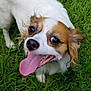 dog, tongue, grass, pet, animal, close_up, happy, playful, outdoor, cute, brown_and_white, fur, canine, smiling, tongue_out, eyes, nose, muzzle, ears, nature