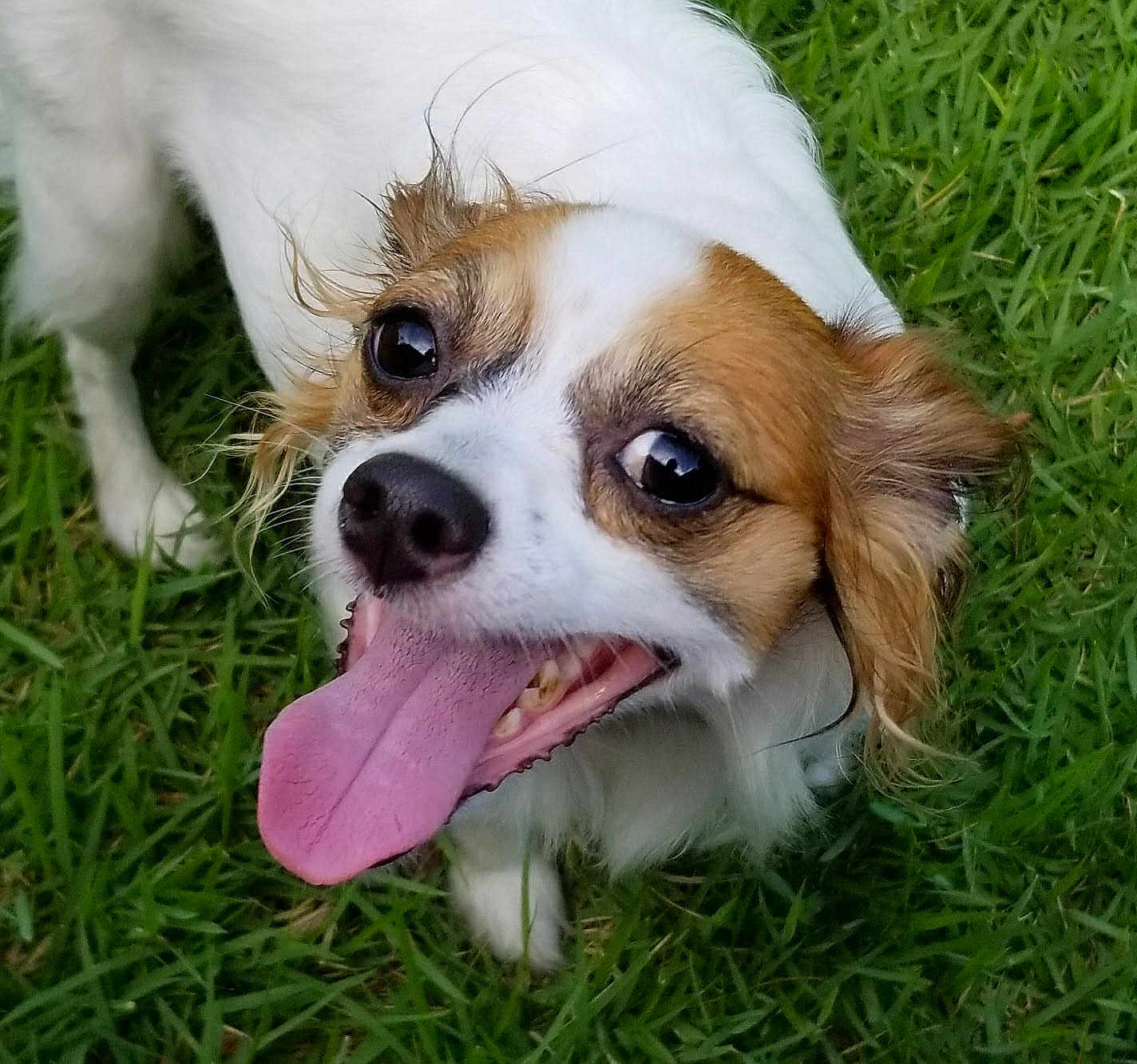 Cookie is registered to the contest to win money with this photo: dog, tongue, grass, pet, animal, close_up, happy, playful, outdoor, cute, brown_and_white, fur, canine, smiling, tongue_out, eyes, nose, muzzle, ears, nature