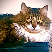 Tommy joined the competition — help win amazing prizes! animal, background_blur, cat, close_up, domestic_cat, ears, feline, fluffy, fur, golden_eyes, indoor, long_hair, looking_away, pet, portrait, sitting, soft_light, striped_fur, whiskers, white_chest