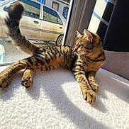 Yuka a rejoint le concours — aidez-le/la à gagner de superbes lots ! cat, tabby_cat, pet, feline, window, sunlight, sunbeam, indoor, cozy, blanket, paw, whiskers, ears, tail, domestic_animal, lounging, looking_out, car_outside, curtain, bedside