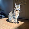 animal, calm, cat, curious, domestic, door, feline, fur, green_eyes, indoor, natural_light, pet, quiet, relaxed, shadow, sitting, sunlight, tabby, whiskers, wooden_floor