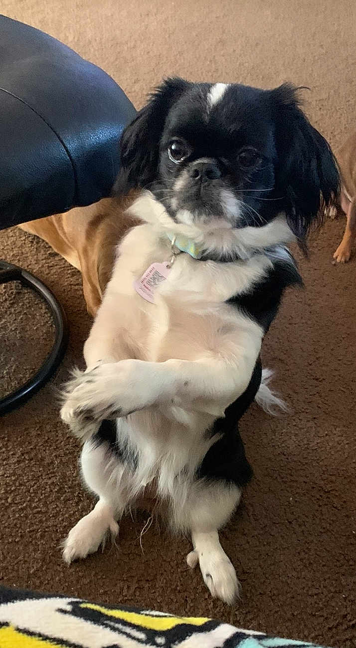 Little Legs