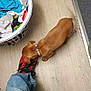 dog, puppy, small_dog, brown_dog, dachshund, shoe, sneaker, red_shoe, jeans, laundry_basket, socks, wooden_floor, collar, pet, indoor, carpet_edge, storage_bin, cable, curious, sniffing
