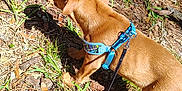 Skye joined the competition — help win amazing prizes! dog, puppy, harness, blue_harness, leash, grass, outdoors, sunlight, shadow, leaves, ground, dirt, pine_needles, brown_coat, sniffing, walking, nature, flower, plant, paw