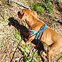dog, puppy, harness, blue_harness, leash, grass, outdoors, sunlight, shadow, leaves, ground, dirt, pine_needles, brown_coat, sniffing, walking, nature, flower, plant, paw