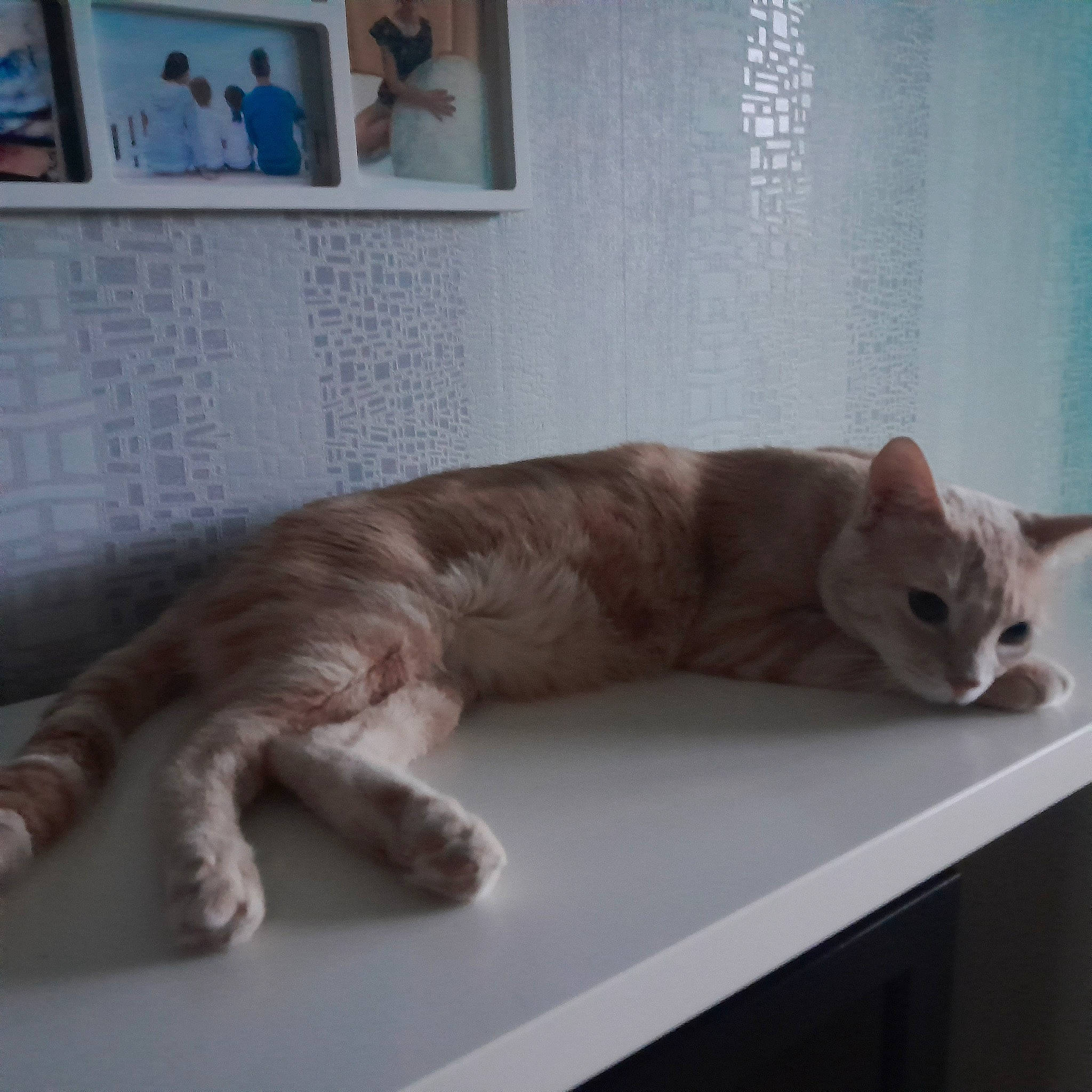 Simba a rejoint le concours — aidez-le/la à gagner de superbes lots ! carnivore, cat, claw, comfort, domestic_short_haired_cat, fawn, felidae, flooring, fur, hardwood, paw, picture_frame, room, small_to_medium_sized_cats, snout, studio_couch, table, tail, whiskers, wood