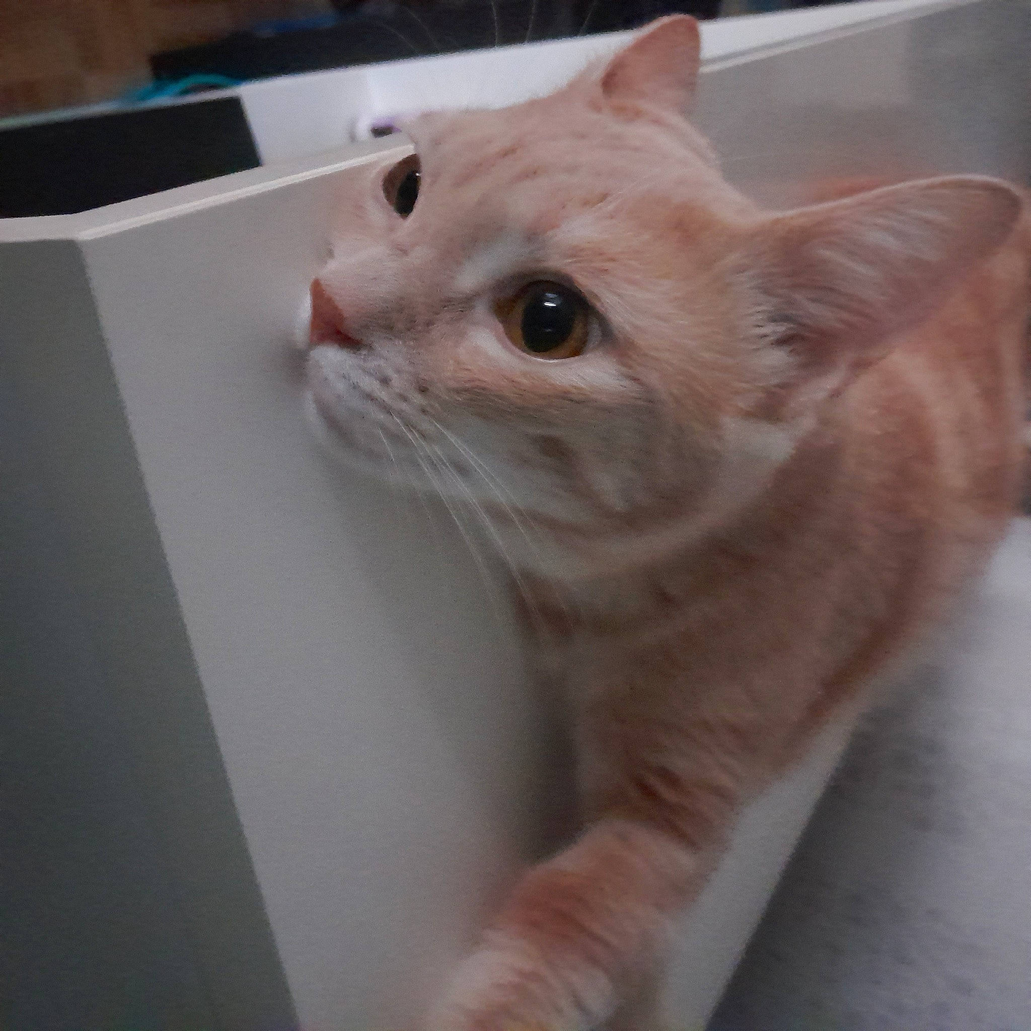 Simba a rejoint le concours — aidez-le/la à gagner de superbes lots ! carnivore, cat, domestic_short_haired_cat, fawn, felidae, fur, small_to_medium_sized_cats, whiskers