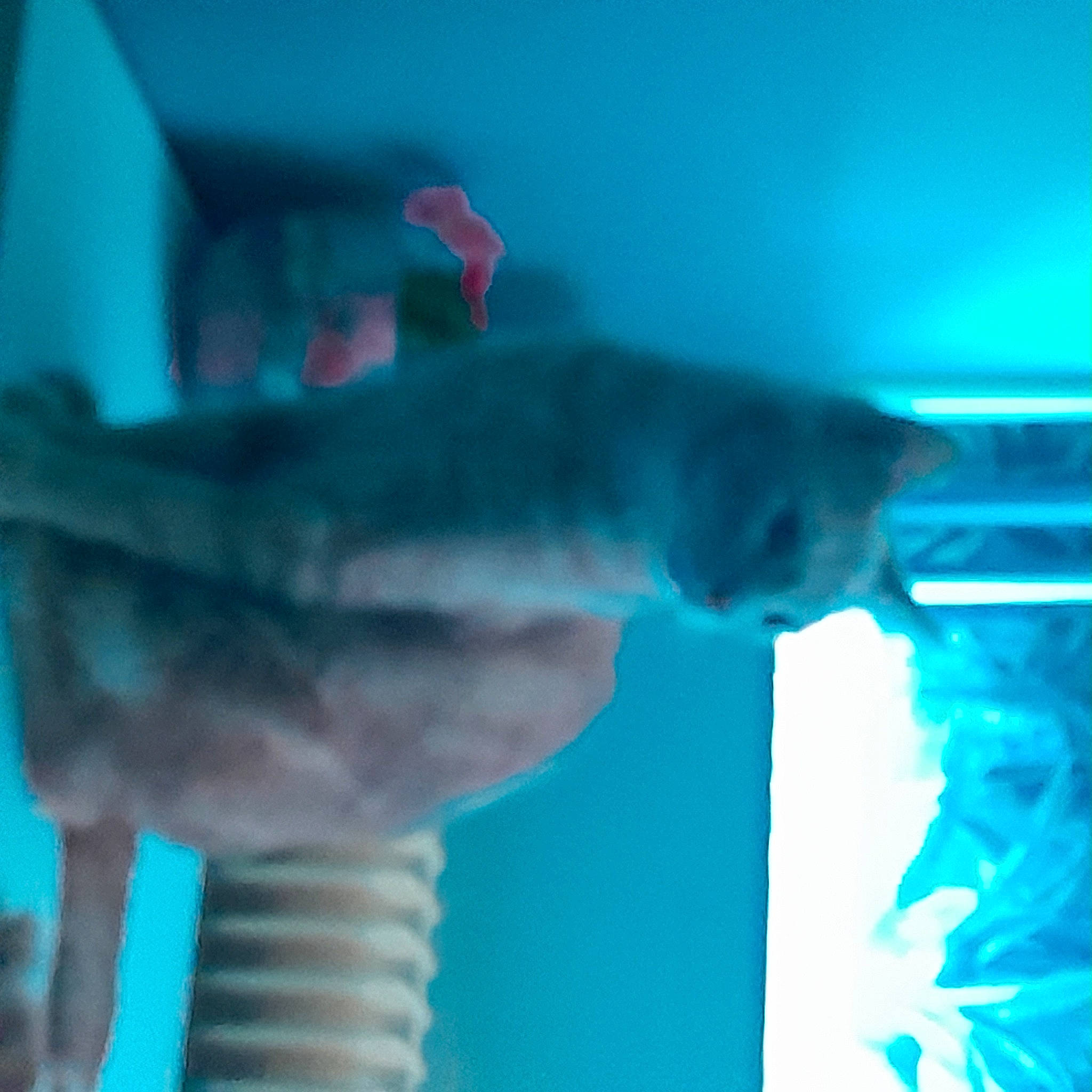 Simba a rejoint le concours — aidez-le/la à gagner de superbes lots ! aqua, azure, blue, cat, elbow, electric_blue, event, felidae, fin, fish, fun, gesture, jaw, marine_biology, small_to_medium_sized_cats, tail, underwater, water