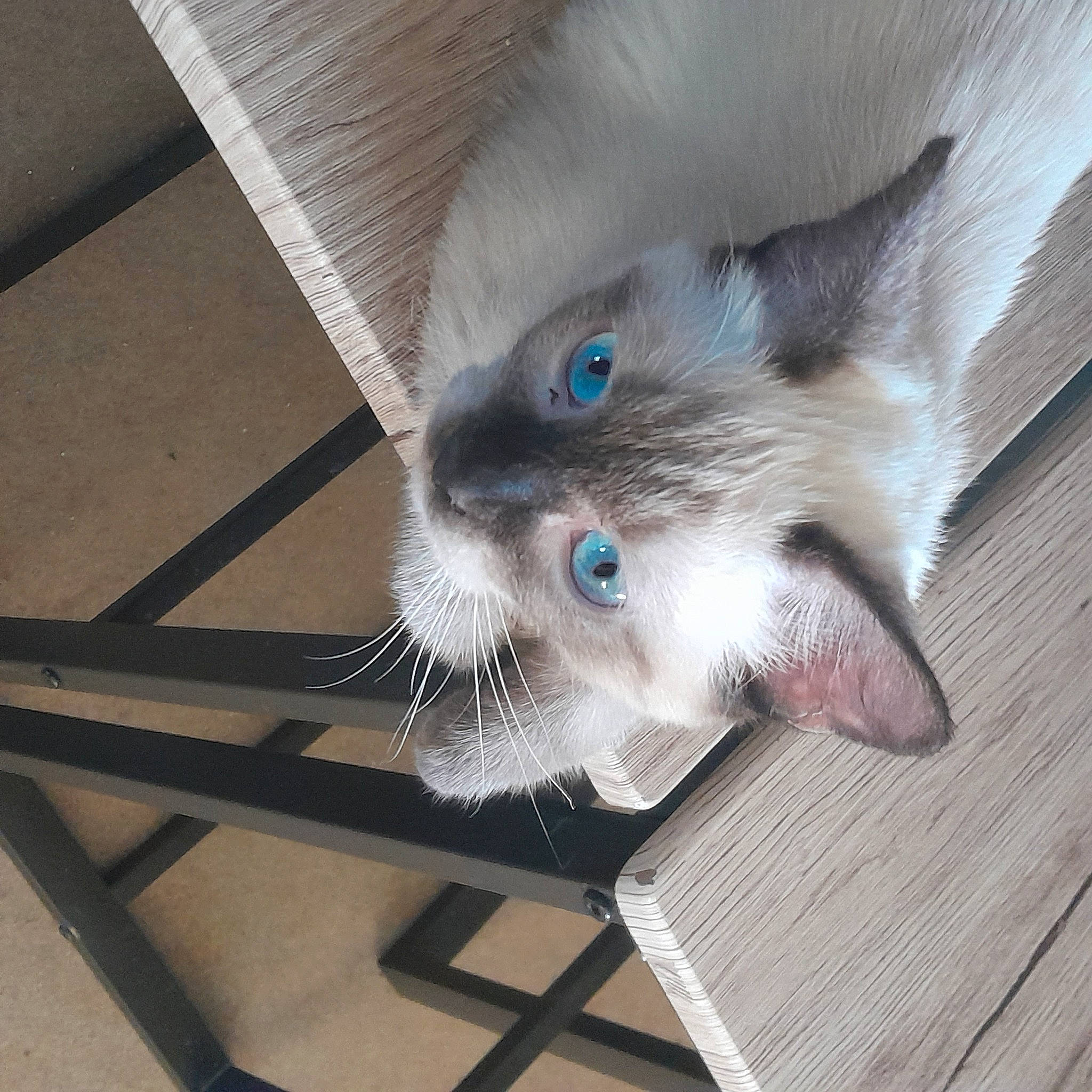 Juliette participe au concours pour gagner de l'argent avec cette photo : box, carnivore, cat, claw, comfort, domestic_short_haired_cat, fawn, felidae, floor, flooring, fur, hardwood, metal, paw, small_to_medium_sized_cats, snout, tail, thai, whiskers, wood