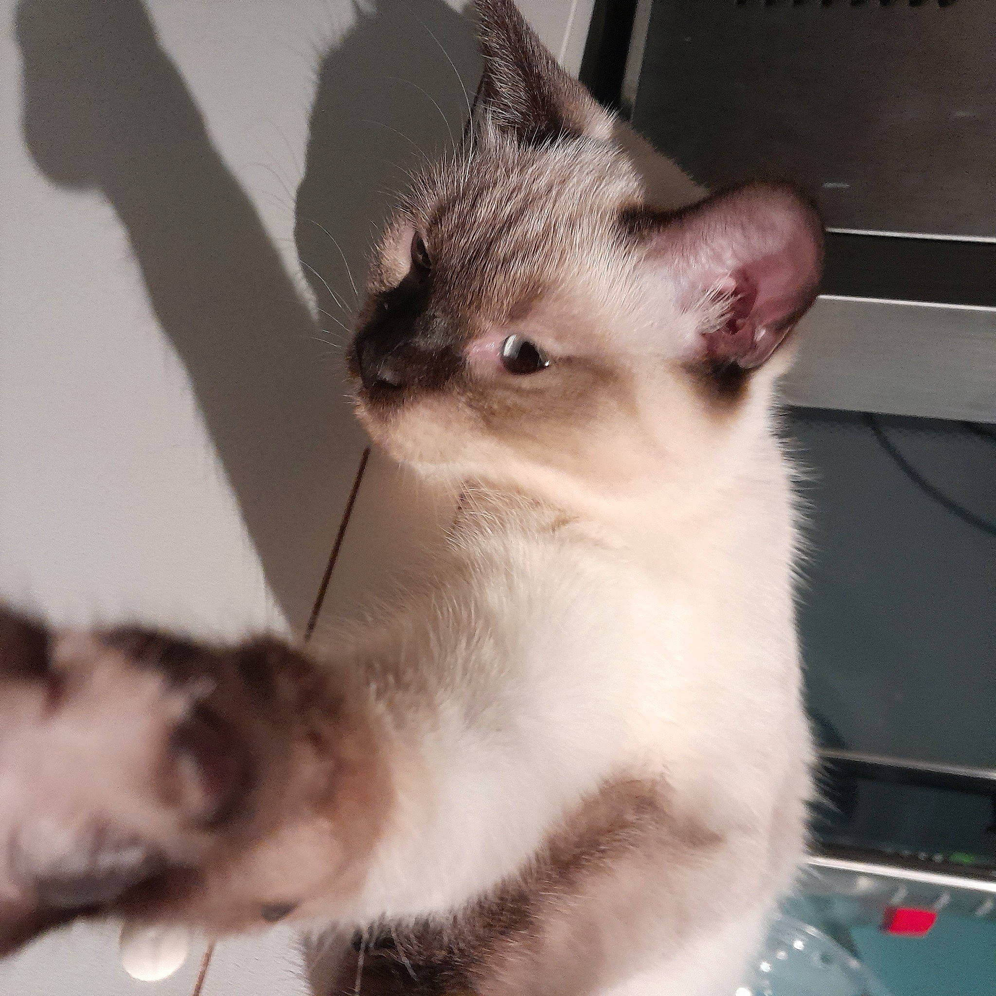 Juliette participe au concours pour gagner de l'argent avec cette photo : carnivore, cat, claw, domestic_short_haired_cat, ear, eye, eyelash, fawn, felidae, fur, head, paw, small_to_medium_sized_cats, snout, tail, thai, whiskers, window