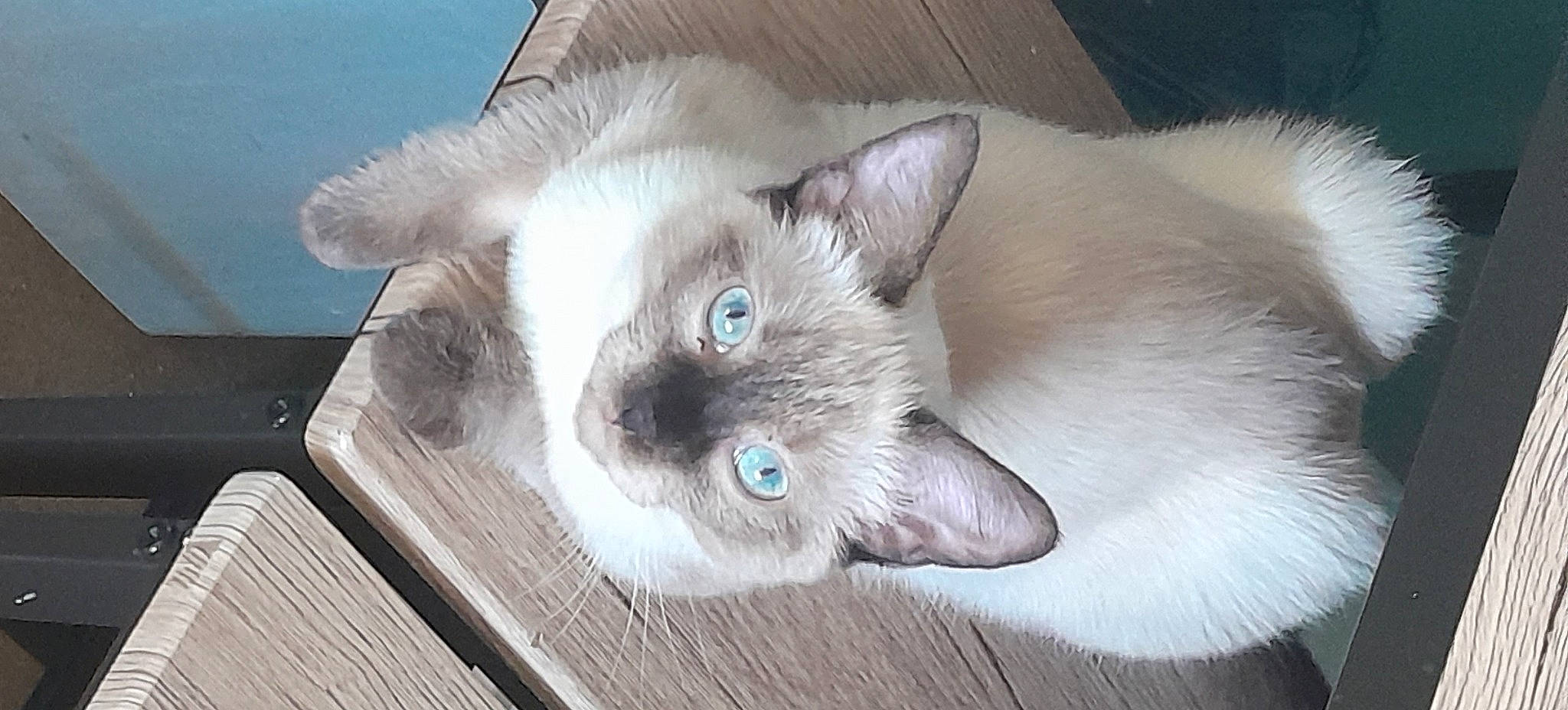 Juliette a rejoint le concours — aidez-le/la à gagner de superbes lots ! balinese, birman, carnivore, cat, domestic_short_haired_cat, fawn, felidae, flooring, fur, hardwood, iris, paw, ragdoll, siamese, small_to_medium_sized_cats, snout, thai, tonkinese, whiskers, wood
