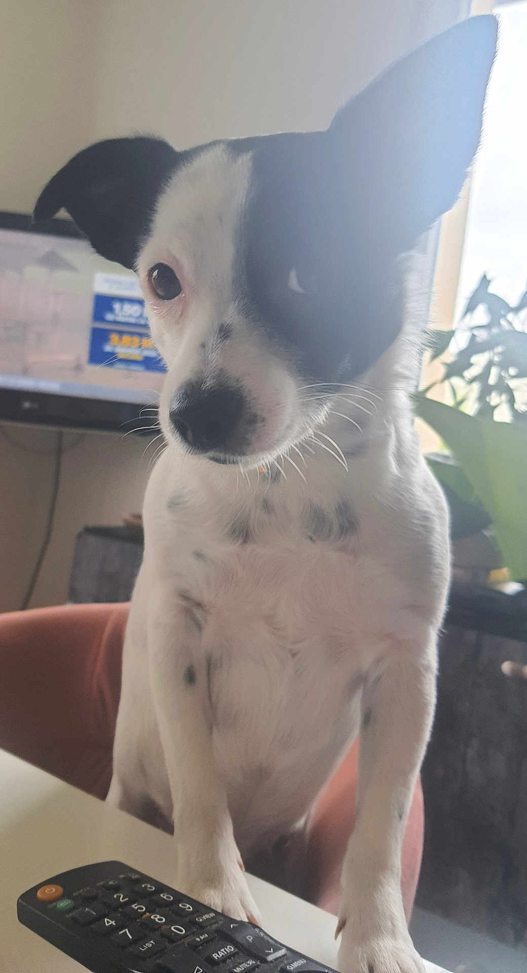 Tolga a rejoint le concours — aidez-le/la à gagner de superbes lots ! dog, small_dog, black_and_white, pet, indoor, table, remote_control, plant, television, curious, paw, fur, whiskers, blurred_background, light_haze, houseplant, living_room, close_up, domestic_animal, companion