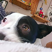 Tolga participe au concours pour gagner de l'argent avec cette photo : dog, close_up, black_and_white, blanket, indoor, cozy, wall_clock, wooden_shelf, decorations, pet, face, animal, home_interior, resting, ears, fur, nostrils, eye, snout, background
