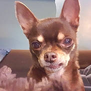 Heliot participe au concours pour gagner de l'argent avec cette photo : dog, chihuahua, pet, close_up, ears, eyes, face, brown_fur, couch, blanket, indoor, cozy, animal, small_dog, fur, snout, nose, domestic_animal, portrait, companion