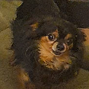 Nouky participe au concours pour gagner de l'argent avec cette photo : dog, small_dog, black_dog, tan_dog, carpet, indoor, pet, cute, fluffy, looking_up, ears, face, legs, fur, eyes, home, door, animal, companion, domestic