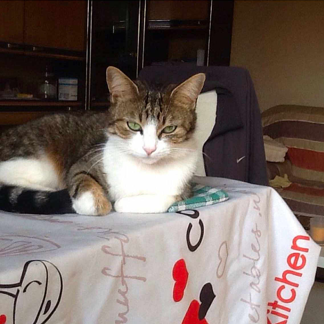 Princesse a rejoint le concours — aidez-le/la à gagner de superbes lots ! cat, tabby_cat, white_chest, green_eyes, whiskers, feline, pet, animal, lying_down, bed, blanket, bedding, indoor, bedroom, jacket, shelves, furniture, portrait, staring, cozy