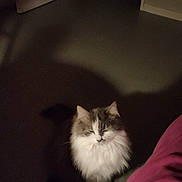 Mimine a rejoint le concours — aidez-le/la à gagner de superbes lots ! cat, fluffy_cat, white_and_gray, pet, animal, sitting, indoor, floor, doorway, hallway, slippers, blanket, pink_blanket, dark_room, home, furniture, long_hair, looking_at_camera, portrait, nighttime