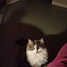 cat, fluffy_cat, white_and_gray, pet, animal, sitting, indoor, floor, doorway, hallway, slippers, blanket, pink_blanket, dark_room, home, furniture, long_hair, looking_at_camera, portrait, nighttime