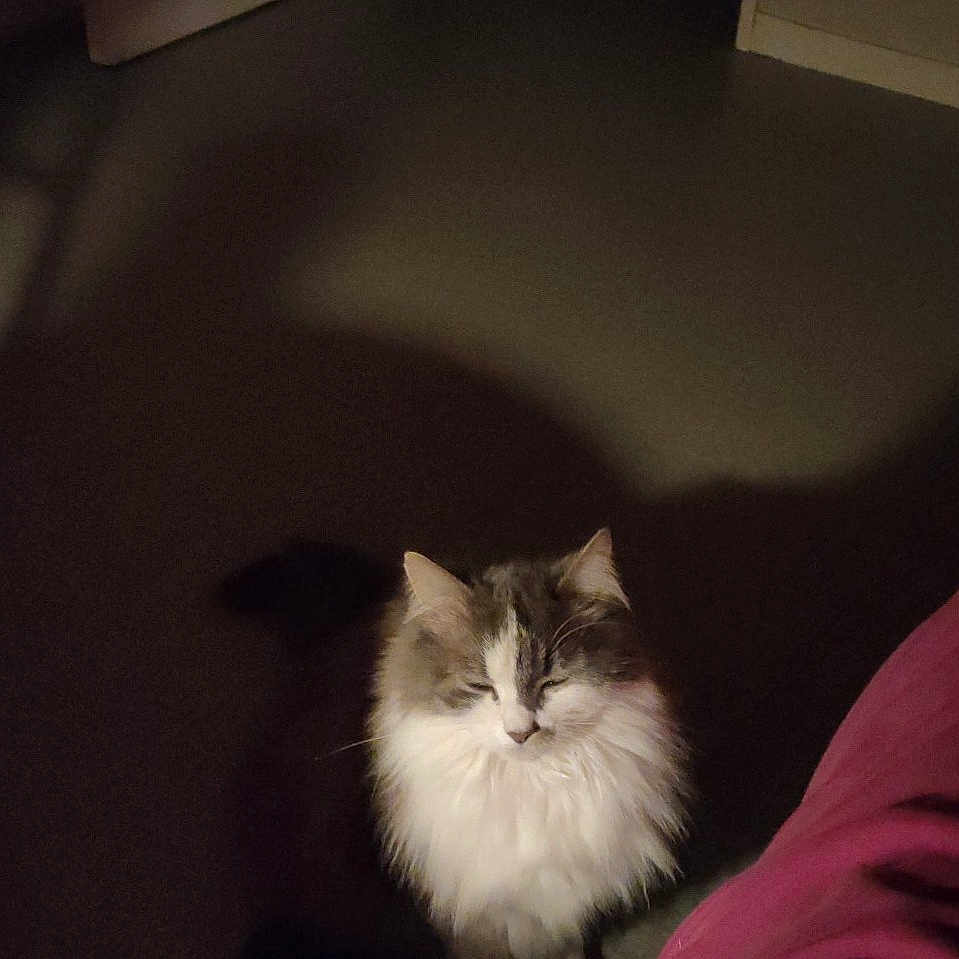 Mimine a rejoint le concours — aidez-le/la à gagner de superbes lots ! cat, fluffy_cat, white_and_gray, pet, animal, sitting, indoor, floor, doorway, hallway, slippers, blanket, pink_blanket, dark_room, home, furniture, long_hair, looking_at_camera, portrait, nighttime