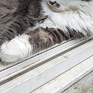 Mimine a rejoint le concours — aidez-le/la à gagner de superbes lots ! animal, blue_eyes, cat, close_up, face, feline, fluffy, fur, gray_and_white, indoor, longhaired, lounging, paws, pet, portrait, relaxed, whiskers, white_chest, window, windowsill