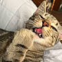 cat, tabby, tongue, paw, grooming, whiskers, fur, pet, animal, indoor, blanket, relaxed, cute, closeup, feline, striped, sleepy, cozy, home, resting