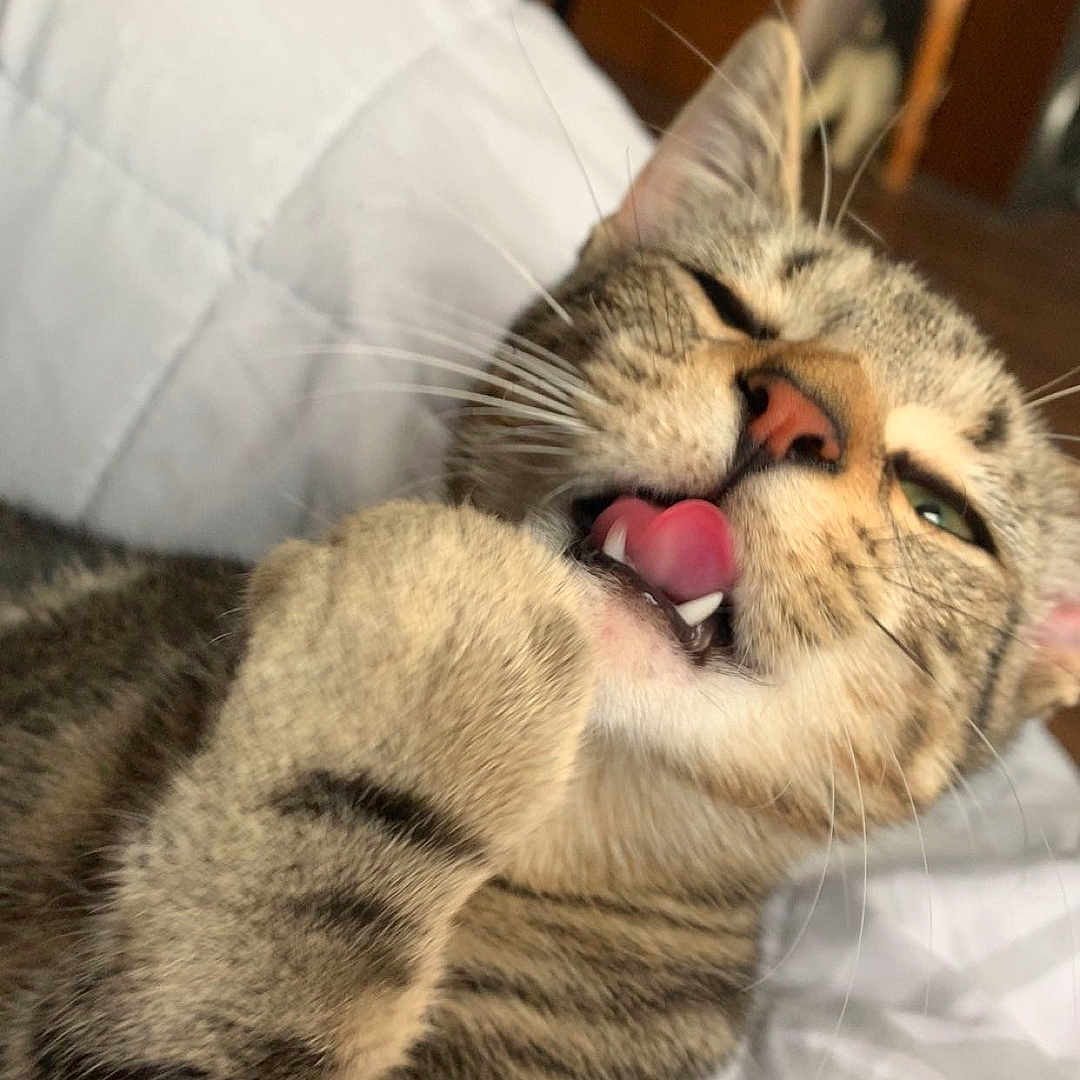 Athena joined the competition — help win amazing prizes! animal, blanket, cat, closeup, cozy, cute, feline, fur, grooming, home, indoor, paw, pet, relaxed, resting, sleepy, striped, tabby, tongue, whiskers