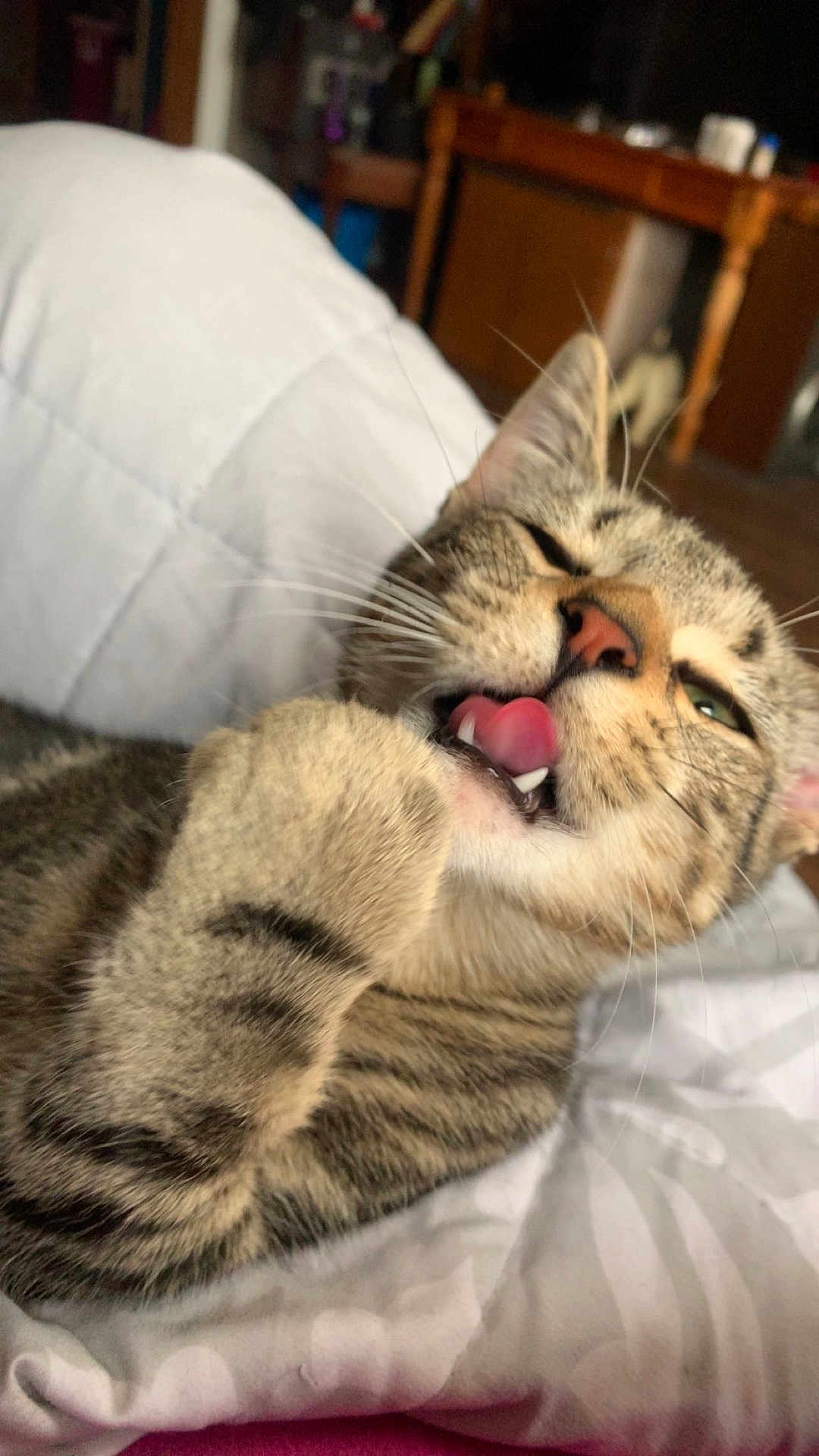 Athena joined the competition — help win amazing prizes! cat, tabby, tongue, paw, grooming, whiskers, fur, pet, animal, indoor, blanket, relaxed, cute, closeup, feline, striped, sleepy, cozy, home, resting