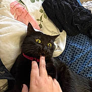Jin joined the competition — help win amazing prizes! animal, bed, bedding, bite, black_cat, cat, close_up, clothing, collar, domestic, fabric, feline, finger, fur, hand, indoor, pattern, pet, resting, yellow_eyes