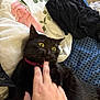 animal, bed, bedding, bite, black_cat, cat, close_up, clothing, collar, domestic, fabric, feline, finger, fur, hand, indoor, pattern, pet, resting, yellow_eyes