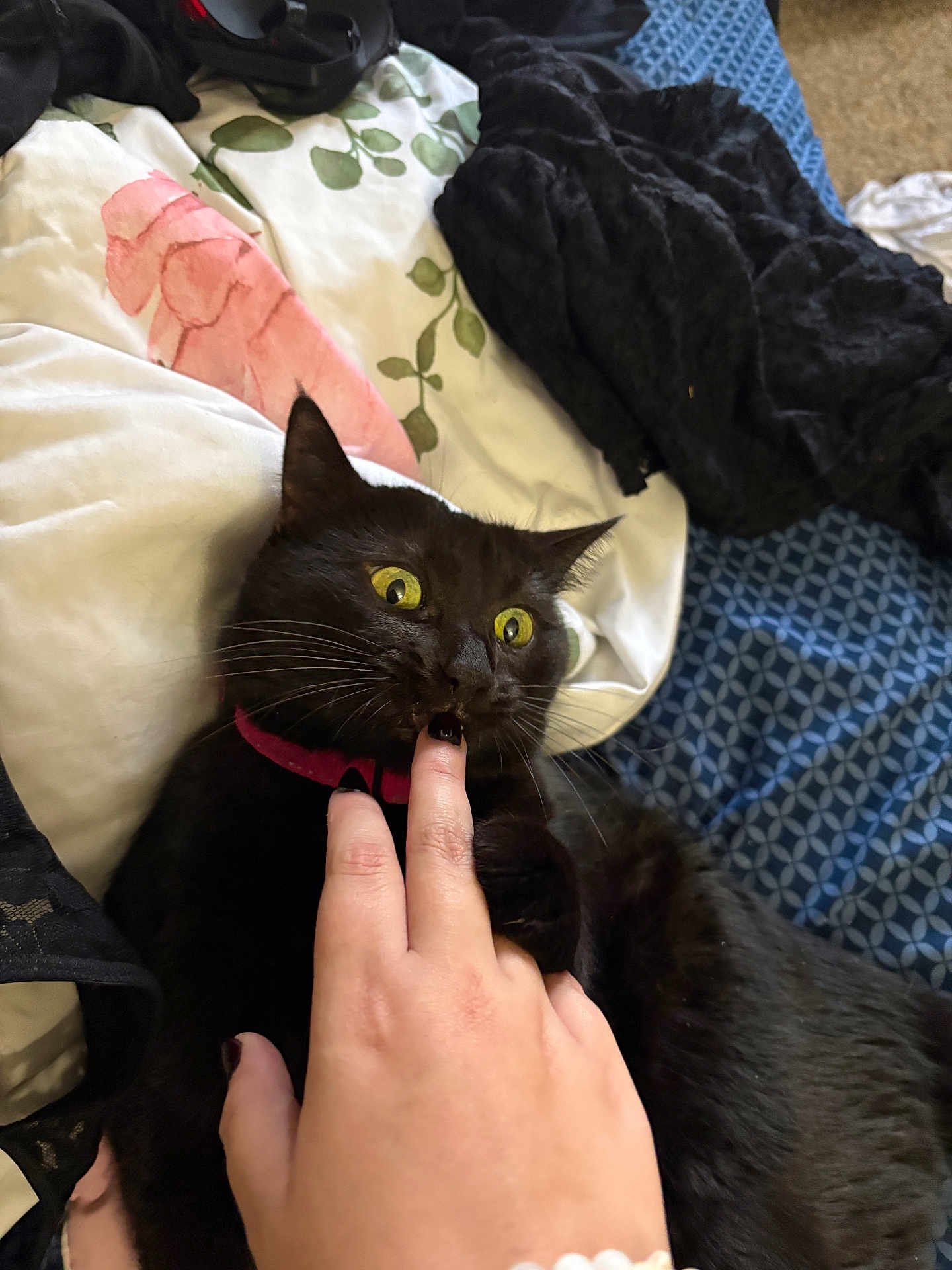 Jin joined the competition — help win amazing prizes! animal, bed, bedding, bite, black_cat, cat, close_up, clothing, collar, domestic, fabric, feline, finger, fur, hand, indoor, pattern, pet, resting, yellow_eyes