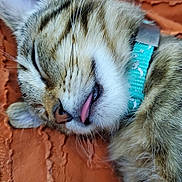 Mira is registered to the contest to win money with this photo: animal, cat, close_up, collar, cute, domestic_animal, feline, fur, indoor, kitten, orange_blanket, peaceful, pet, resting, sleeping, soft, tabby, texture, tongue_out, whiskers