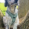 dog, tree, green_harness, outdoor, grass, nature, animal, pet, sitting, canine, muzzle, fur, leash, trunk, bark, daylight, spot, portrait, mammal, calm