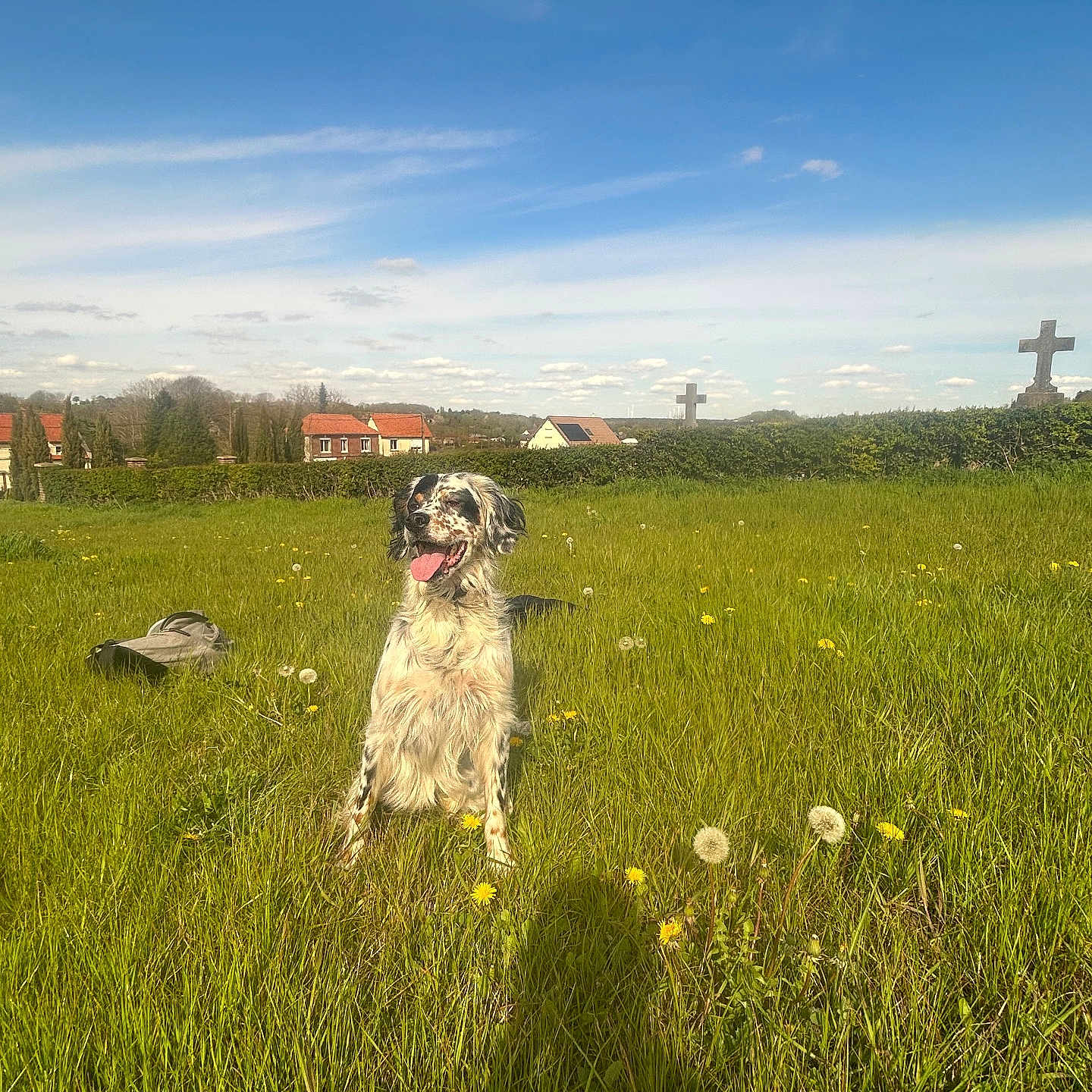 Rio a rejoint le concours — aidez-le/la à gagner de superbes lots ! dog, grass, field, dandelion, flower, sky, cloud, house, hedge, cross, shadow, outdoor, sunny, pet, nature, greenery, happy, sitting, daytime, animal