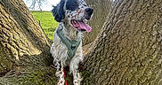 Rio participe au concours pour gagner de l'argent avec cette photo : animal, bark, blue_sky, canine, daytime, dog, grass, green_field, happy, harness, leash, nature, outdoor, pet, spot_pattern, sunlight, tongue_out, tree, trunk, wood