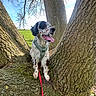 Rio participe au concours pour gagner de l'argent avec cette photo : dog, tree, outdoor, nature, green_field, blue_sky, harness, leash, tongue_out, spot_pattern, canine, bark, trunk, sunlight, daytime, pet, animal, happy, grass, wood