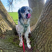 Rio a rejoint le concours — aidez-le/la à gagner de superbes lots ! dog, tree, harness, leash, tongue, outdoor, nature, sky, green_field, bark, animal, pet, playful, spotted, canine, wood, branch, daylight, moss, fur