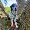 dog, tree, harness, leash, tongue, outdoor, nature, sky, green_field, bark, animal, pet, playful, spotted, canine, wood, branch, daylight, moss, fur