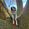 Rio a rejoint le concours — aidez-le/la à gagner de superbes lots ! dog, tree, bark, outdoor, nature, sky, blue_sky, green_grass, harness, leash, canine, tongue_out, pet, animal, sunlight, trunk, branch, happy, mammal, daylight