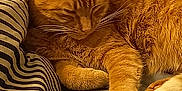 Roucky a rejoint le concours — aidez-le/la à gagner de superbes lots ! cat, orange_tabby, sleeping, blanket, pillow, striped, cozy, indoor, fur, whiskers, pet, relaxed, resting, closeup, animal, cute, domestic_cat, soft, claws, paw