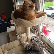 Roucky a rejoint le concours — aidez-le/la à gagner de superbes lots ! cat, cats, cat_tree, window, curtains, indoor, pet, ginger_cat, gray_cat, feline, whiskers, green_eyes, orange_eyes, cozy, home, furniture, plant_pot, car_outside, curious, relaxed