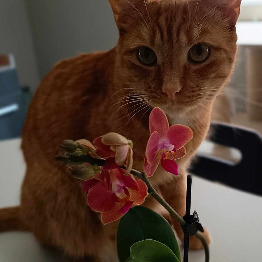 Roucky participe au concours pour gagner de l'argent avec cette photo : cat, closeup, curious, curtain, domestic_animal, feline, flower, ginger_cat, green_pot, houseplant, indoor, leaf, natural_light, orchid, pet, plant, potted_plant, table, whiskers, window