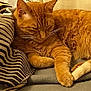 Roucky a rejoint le concours — aidez-le/la à gagner de superbes lots ! cat, orange_tabby, sleeping, striped_pillow, cozy, indoor, feline, pet, whiskers, fur, relaxed, resting, closeup, cushion, soft, domestic_cat, animal, cute, warm_light, nap