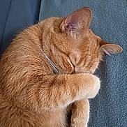 Roucky a rejoint le concours — aidez-le/la à gagner de superbes lots ! animal, blanket, cat, closeup, cozy, cute, domestic_animal, ears, feline, fur, ginger_cat, indoor, paw, pet, quiet, relaxing, resting, sleeping, soft, whiskers