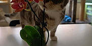 Pirou participe au concours pour gagner de l'argent avec cette photo : cat, plant, orchid, flower, pot, green_pot, table, indoor, blurred_background, curious, pet, feline, striped_cat, domestic_cat, leaf, houseplant, decor, close_up, soft_focus, natural_light
