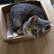 Pirou participe au concours pour gagner de l'argent avec cette photo : cat, tabby, grey_cat, cardboard_box, table, wooden_table, indoor, pet, curled_up, cozy, feline, whiskers, paws, relaxed, domestic_cat, fur, animal, cute, companion, curious