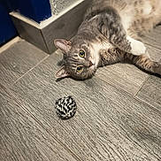 Pirou a rejoint le concours — aidez-le/la à gagner de superbes lots ! ball, cat, close_up, corner, curious, door, ears, eyes, feline, floor, gray_tabby, indoor, lying_down, paws, pet, relaxed, texture, toy, whiskers, wooden_floor