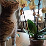 Pirou a rejoint le concours — aidez-le/la à gagner de superbes lots ! animal, cat, closeup, curious, domestic_cat, feline, flower, home, houseplant, indoor, interior, leaf, nature, orchid, pet, plant, potted_plant, tabby_cat, window, wooden_table