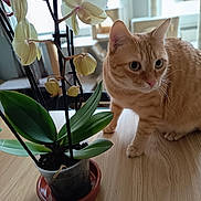 Ulti participe au concours pour gagner de l'argent avec cette photo : animal, blurred_background, cat, close_up, curious, domestic, feline, flower, green, home, indoor, leaf, natural_light, orange_tabby, orchid, pet, plant, pot, table, wooden_table