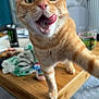 Ulti participe au concours pour gagner de l'argent avec cette photo : cat, orange_tabby, tongue_out, table, wooden_table, indoor, window, blinds, household_items, curiosity, pet, fur, whiskers, playful, close_up, paw, domestic_animal, eye_contact, tongue, feline
